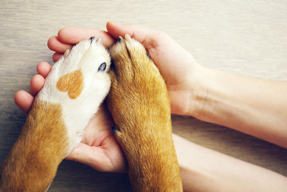 dog paws resting on human hands