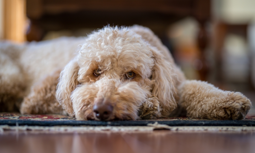 What is the Best Hypoallergenic Emotional Support Dog: Top Picks Revealed