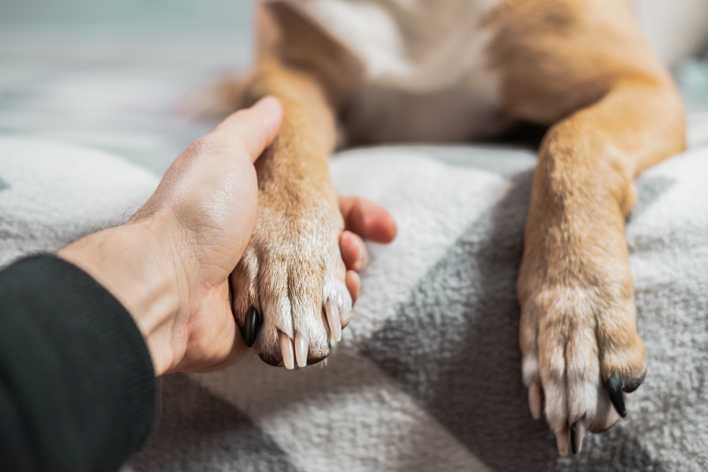 Emotional Support Animal Laws Texas Legal Guide emotional-support-animal-laws-texas-legal-guide